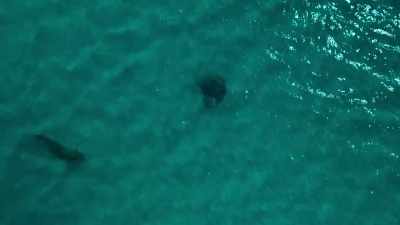 And yet they're patiently
waiting for a stingray that has - Photographer