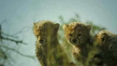 And if they're to survive, - Serengeti