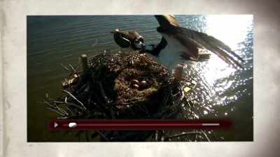 And they've become a
reality television show - United States of Animals