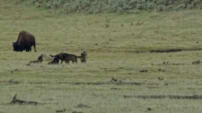 And they've fought
off numerous attempts - Yellowstone: One-Fifty