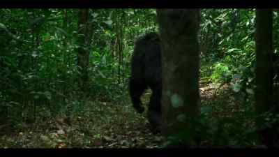 And they've noticed something in the treetops. - Chimp Empire