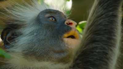 And they've unlocked
a protein-rich feast - The Secret Lives of Animals