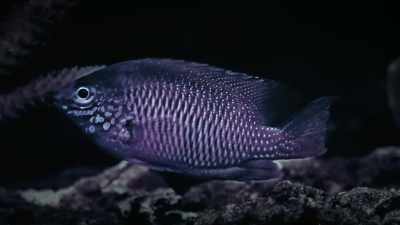 And this, an Ambon damsel, - Attenborough's Life in Colour