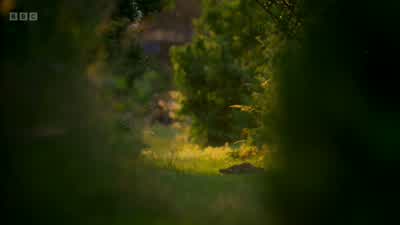 And this can help keep other urban species in check. - Wild London