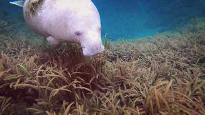 And those long upper lips? - United States of Animals
