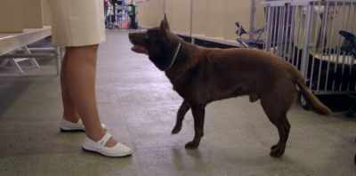 And we thought
it'd be relatively easy - Koko: A Red Dog Story
