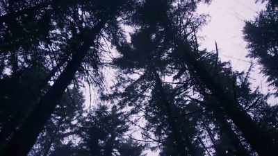 And through the
relationship I had with - Trees and Other Entanglements
