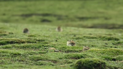 And this time,
the cubs don't mess up. - A Year on Planet Earth