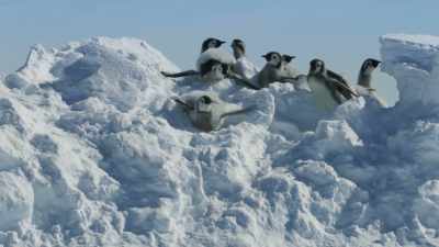 And tobogganing is a quick way down. - Frozen Planet II