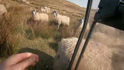 And today, Amanda has given Violet
the headcam - Our Yorkshire Farm