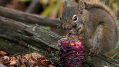 And today, I'm showing you
a fierce makeup tutorial. - When Nature Calls with Helen Mirren