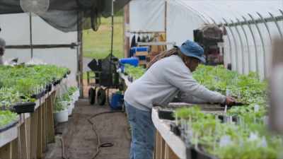 And today we're doing
all of the vegetables. - A Brief History of the Future