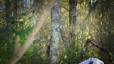 'And too many fellow foragers - A Year on Planet Earth