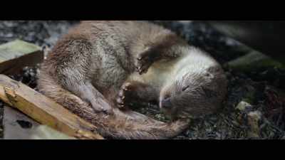 And it took me back to a
moment in my own life, - Billy & Molly: An Otter Love Story
