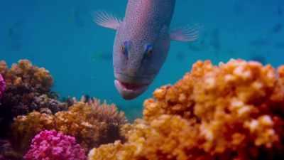 and tries to attract
the octopus's attention. - Blue Planet II