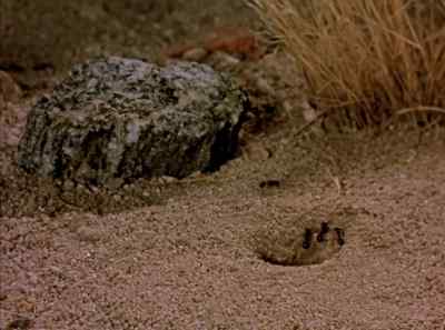 And this "true-life adventure" - The Living Desert