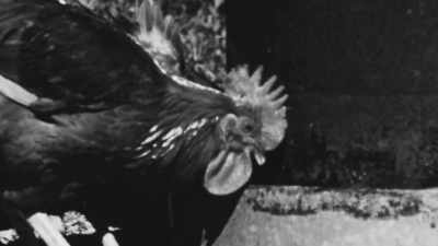 And it turned out he was using
chickens for his lab subjects. - The Man Who Stole Einstein's Brain