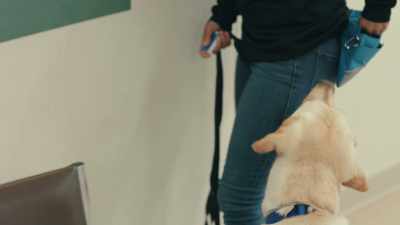 And understanding
what they're trying to say. - Inside the Mind of a Dog