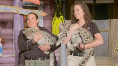 And unfortunately, rory's had
a swollen right leg - Secrets of the Zoo
