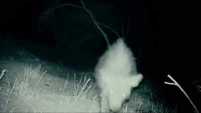 AND UNLIKE THE SPOTTED HYENA, - Expedition Mungo