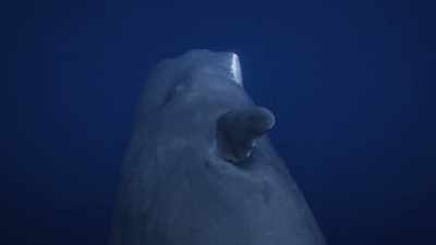 "and up to 230 decibels." - Secrets of the Whales