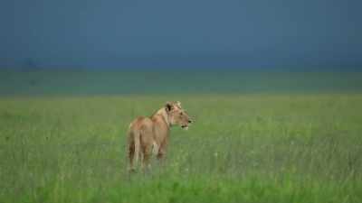 And urgently to feed it. - Dynasties