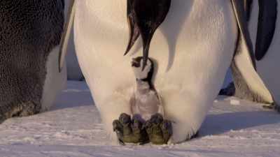 And urgently to feed it. - Dynasties