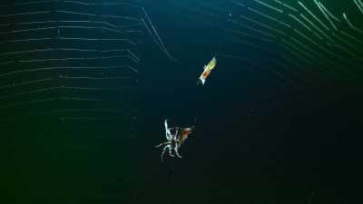 And she uses it to do
something remarkable - The Secret Lives of Animals