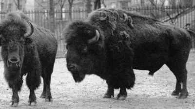And he uses it as his model. - The American Buffalo