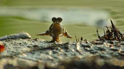 And using fins that have a shoulder joint, - Our Great National Parks
