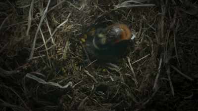 ...and vibrating her body - Frozen Planet II