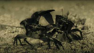 And for Viktor,
it was the first time - Attenborough's Life in Colour