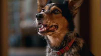 And Vinnie P, he absorbed
all that negativity. - Pups Alone