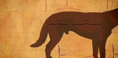 And we want a lovely shape
over the croup - Koko: A Red Dog Story