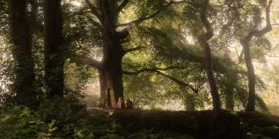 And it was
beneath the village wishing tree - The School for Good and Evil