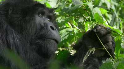 And we were responsible. - David Attenborough: A Life on Our Planet