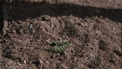 And they went closer
and sure enough, - Buried In The Backyard