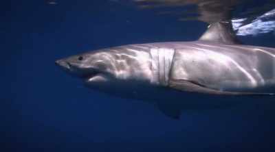 And we're absolutely
amazed by the fact - Shark Attack Files