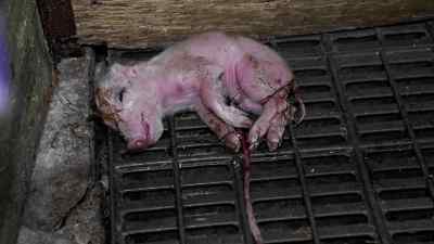 And we've just degraded it into something - Pignorant