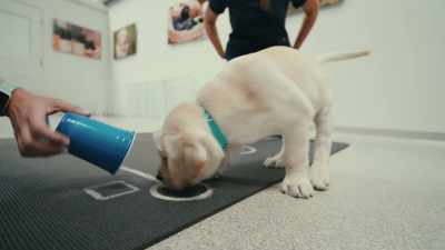 And what has been found
is that dogs, in general, - Inside the Mind of a Dog