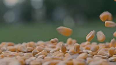 And what they did is they
started mixing corn whiskey - Neat: The Story of Bourbon