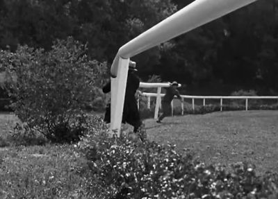 And what happened - A Day at the Races