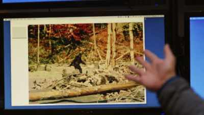 And what we know
about gorillas - Expedition Bigfoot