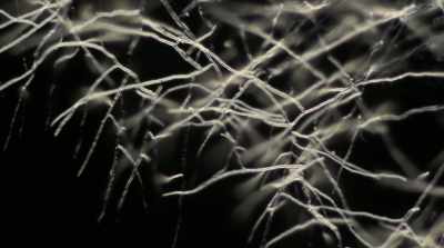 And what we know about these
mycelium networks - Fantastic Fungi