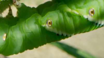 And what is more, it makes them give
off a particular scent... - The Green Planet