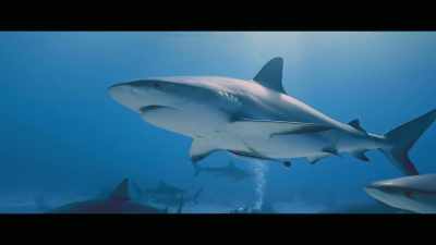 And what we need to remember that
these are very intelligent animals - Envoy: Shark Cull