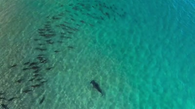 And what's interesting
is these blacktips are small enough - A Year on Planet Earth