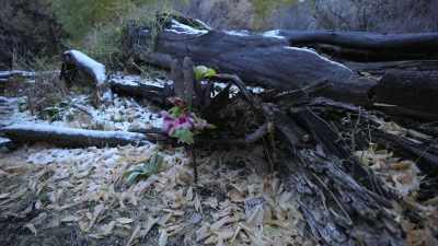 And wildflowers
and it would have been a place - Buried In The Backyard