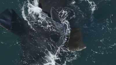 ...and will always offer
a welcome embrace. - Planet Earth III