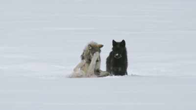 And they will be his lifeline. - Epic Yellowstone